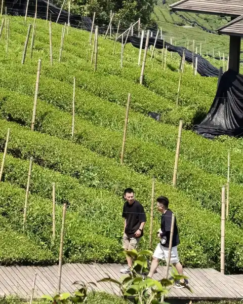 第一章 · 茶园取样