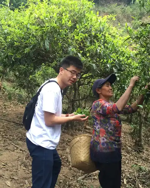 第四章 · 茶园采摘
